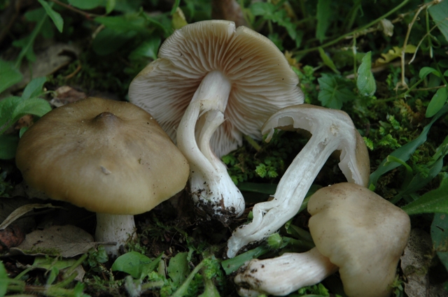 Unica specie di oggi.